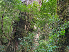 紀元杉は初めて見た。
パワースポットのことだったので、早く手が治るようにお願いしてみた。
夕方5時ころにホテル着。
夜は友人が買って来た「屋久島すごろく」で盛り上がった。