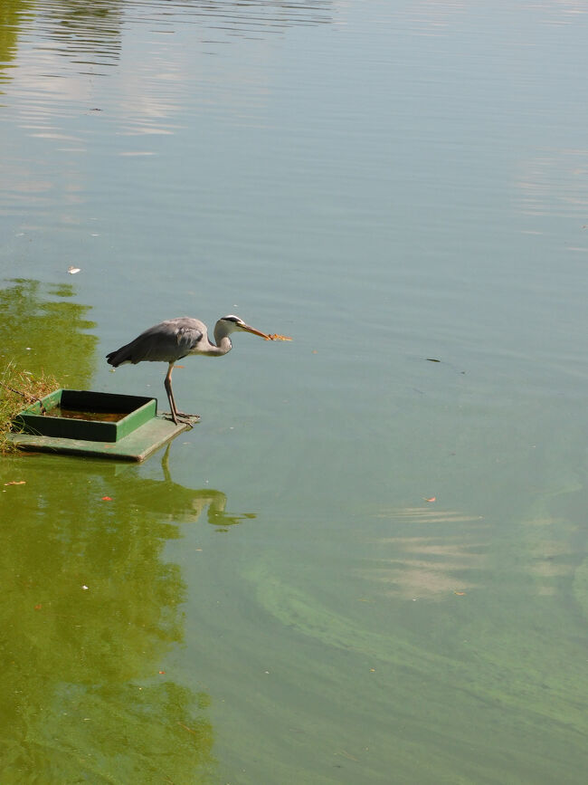 朝食後，ホテルの自転車を借りて，丸亀城へ行ってみました．今回はほぼ毎日自転車を無料で借りられたのでとても良かったです．
