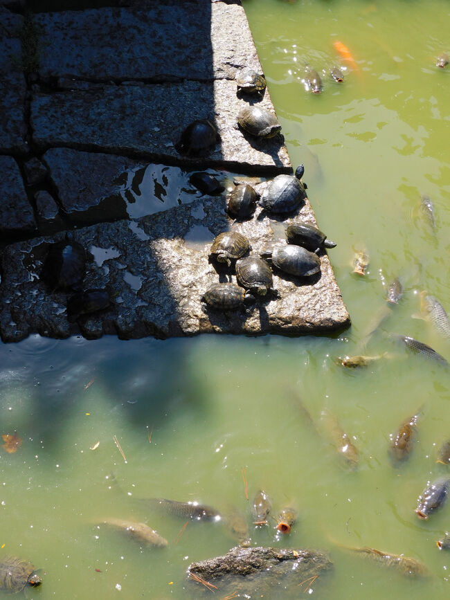 お堀には大きな亀や鯉が沢山いました．