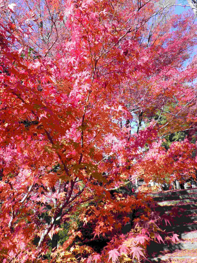 本堂横のモミジ