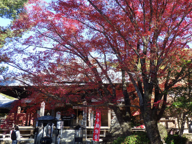 モミジの奥に本堂