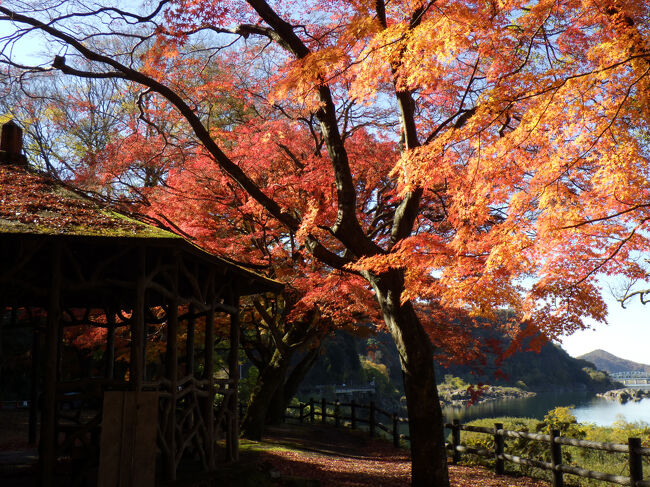 木曽川沿いの車道を走り、桃太郎神社に向かいます<br />途中、小さな公園の紅葉