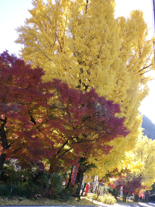 鳥居横の２本のイチョウ