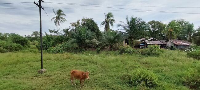 こんな感じの車窓が広がっていた。<br />牛さんは放牧されているわけではなく、繋がれていた。<br />タイ、どこに行っても犬は繋がれていなのに…<br /><br />ネットをあれこれ調べていると、牛＝所有物・財産、犬＝仲間・地域の一員という感性らしい。仏教的な感性もあるとか。