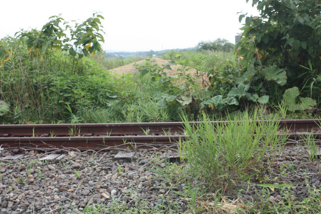 勇払郡むかわ町汐見。<br />線路を渡りました。<br />やはり、踏切があったような痕跡はありません。