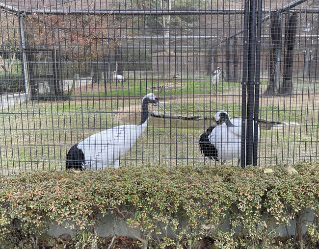 丹頂鶴・・・元気な様子で安心