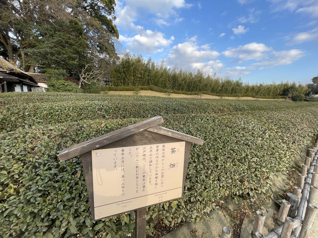 築庭時から残る茶畑