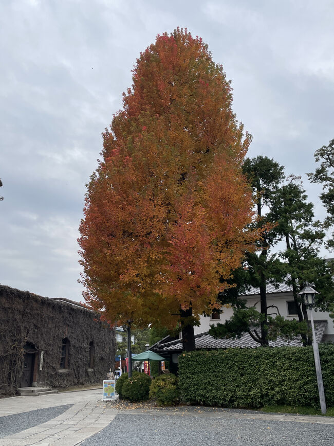 大きなメタセコイア・・・シンボルツリー