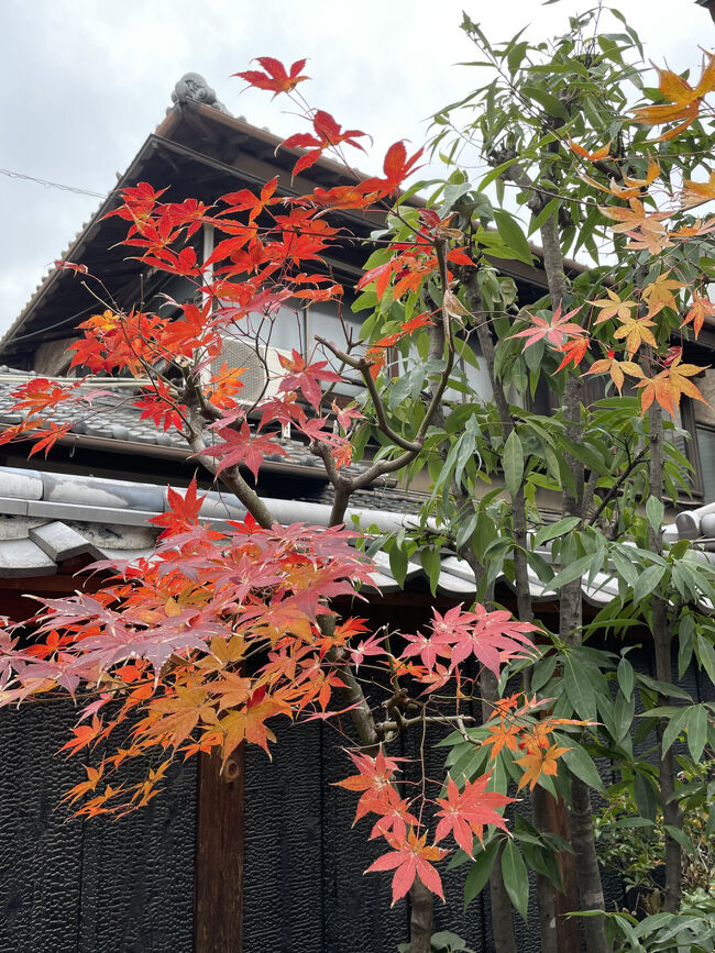 真っ赤なモミジ