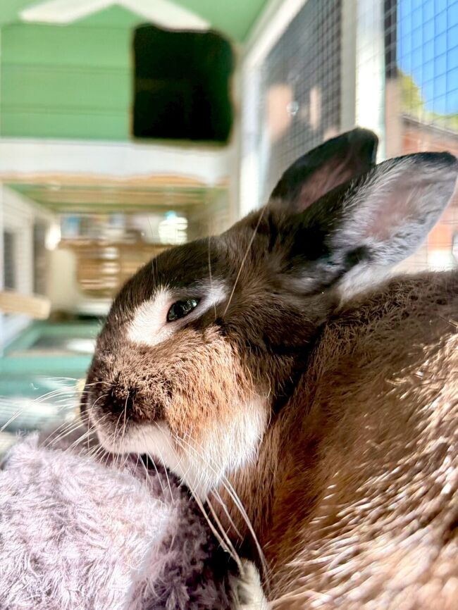 さらに、秩父宮記念公園の<br />アイドル、｢黒豆｣ちゃんをご紹介！<br />管理棟に住んでいます。