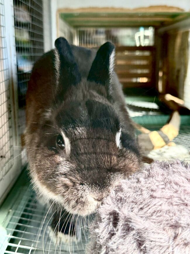 とっても人懐こくて、<br />奥からボールを持ってきて<br />｢遊ぼうよ！｣と誘ってくれました。<br />かわいー、和む～。また会いに来るね。