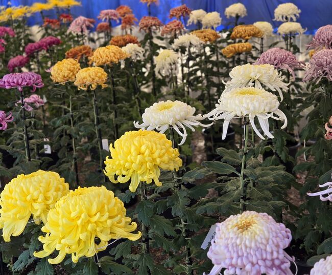 さらに、菊花展も。