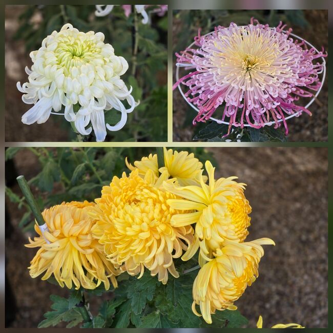 和菊って、本当に美しい。<br />どれも見頃でしたよ。