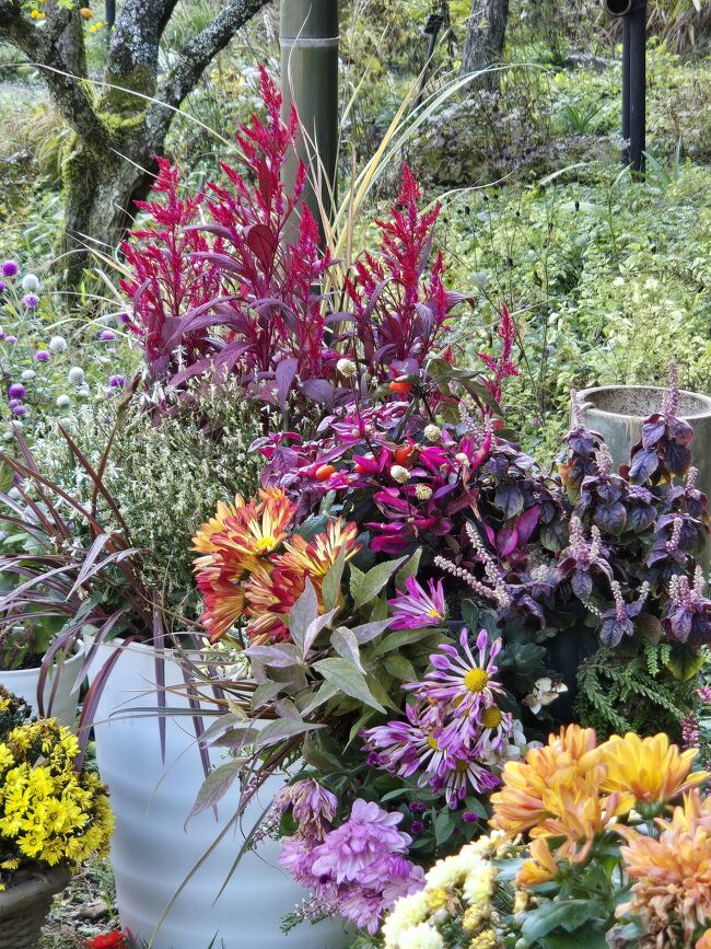 予想していませんでした。<br />花の少ない季節だけに…