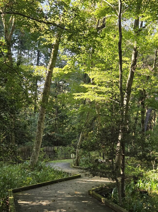 森の中には遊歩道があり、
