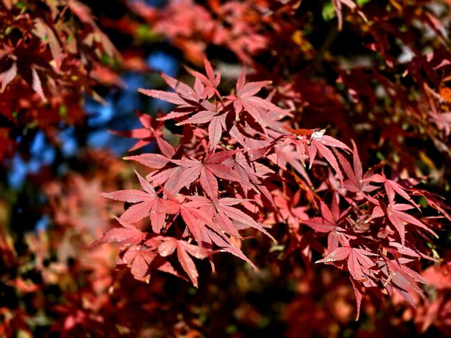 ちょっと紅葉も楽しめました。