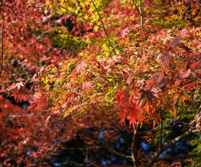 少しずつ色づく木々。
