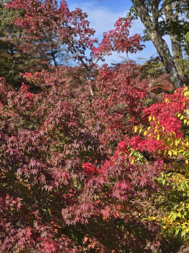 色づきが、鮮やかです。<br />東京の紅葉より、綺麗だな。