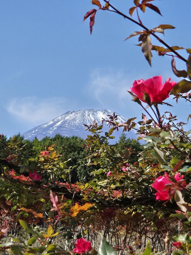 外には薔薇園があり、<br />こんな景色が広がります。