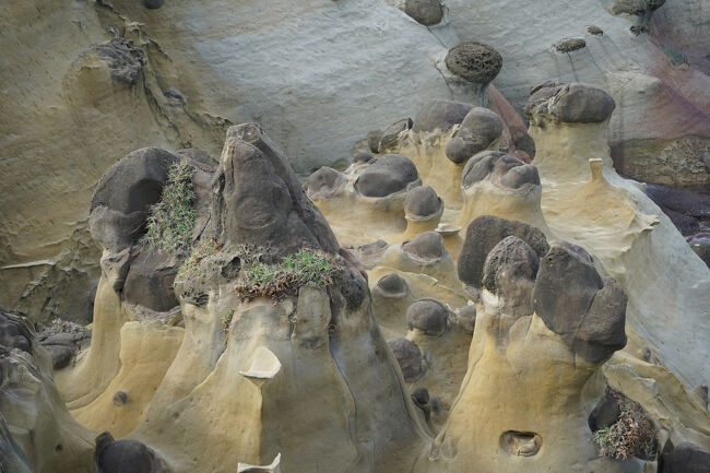 キノコでしたっけ？