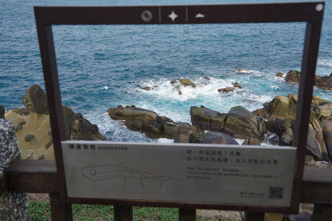 枠の中に鯊…確かに両目が飛び出たやつが波打ち際に。