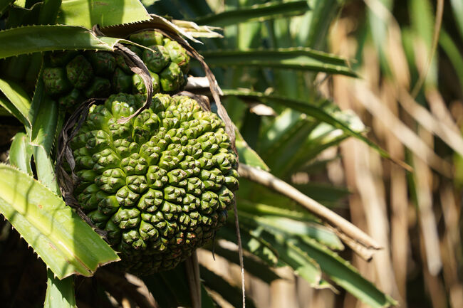 なんかの実、生ってますね。