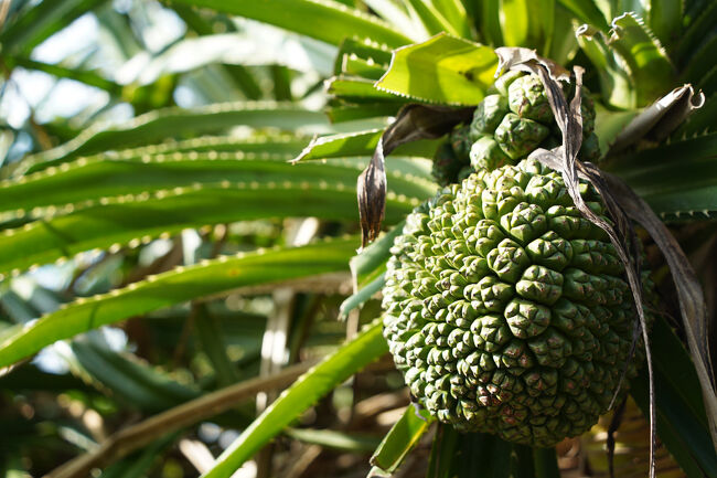 放ったらかしやし、喰いもんちゃうんかな。