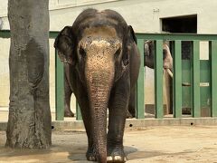 ぞうさんも居るんだよ