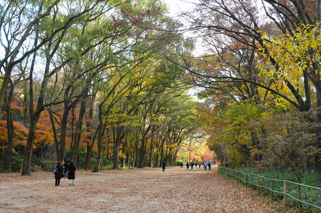 さて翌日。朝は浄住寺の特別公開に出かけ嵐山を散策（次の旅行記）。<br /><br />嵐山から京都バスで、下賀茂神社の糺の森にやってきました。まだ紅葉が残っている数少ない場所とのことだったのですが・・・<br /><br />まだ青い＆枯れ葉　という感じですね。