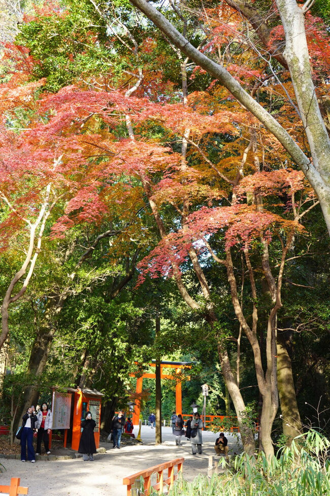 美しく色づいた木もありました。みんなこの木を撮影しています。