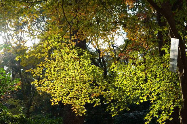 まだ緑の紅葉も、太陽を透かしてとってもきれい。