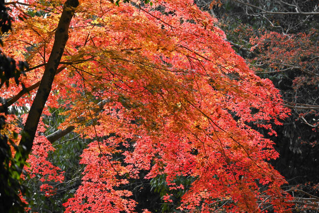 切り取ってみると、紅葉まっさかりな感じもしますね。