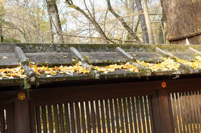 そばの河合神社の塀に積もる落ち葉。