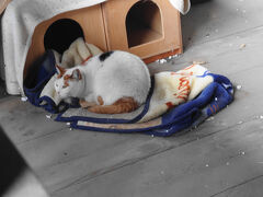 寺町の革堂で猫ちゃんにご挨拶。

いつも会えるわけではないけど、今日はこの子と、もう一匹に会えました。