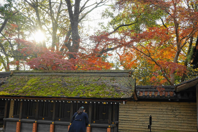 西側の六社とその奥の紅葉。ちょうど太陽が傾いて、紅葉を照らしています。