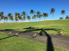 ネネも朝のお散歩中