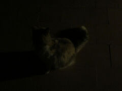 おはようございます。暗くてよく見えませんが、朝早くネコさんのお出迎えです。モロッコ旅の7日目に突入しました。今はサハラ砂漠の中にあるホテルに泊まっています。