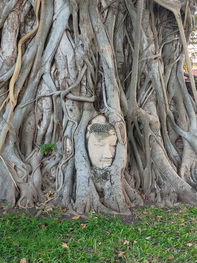 共通券2か所目は「ワット プラ マハータート」です。<br />以下、「タイ国政府観光庁：AMAZING THAILAND」の記事引用です。<br />369年～70年の2代ラメスアン王が建てたという説と、1370～88年の3代ボロム・ラーチャティラート1世が建てたという説がある13世紀の重要な寺院の一つです。<br />かつては、塔の頂上が黄金に輝いていたこの寺院もビルマ軍の侵略により廃墟と化し、今は木の根の間に埋め込まれた仏像の頭や、頭部がない仏像、崩れ落ちたレンガの壁や礼拝堂の土台が残るのみとなっています。この遺跡のハイライトでもある砂岩で造られた仏像の頭は、アユタヤ滅亡に繋がった大戦争中に仏像の頭の部分だけが木の根元に落ちたと伝わっています。木の根で覆われてこのように独特で美しい調和になりました。