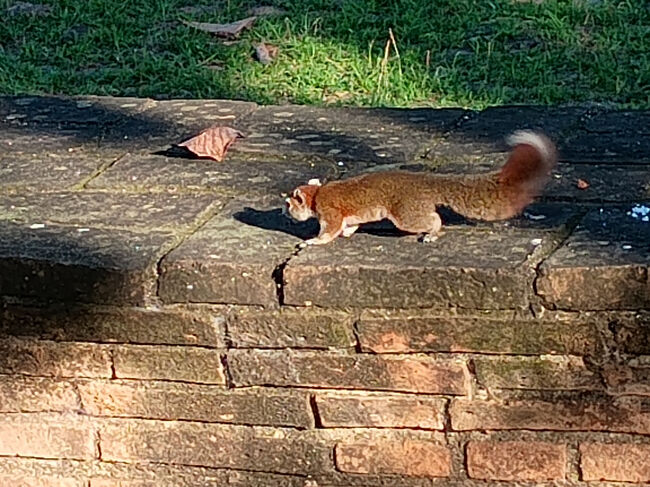 アユタヤ歴史公園内は緑豊かなので、野生のリスを見かけます。