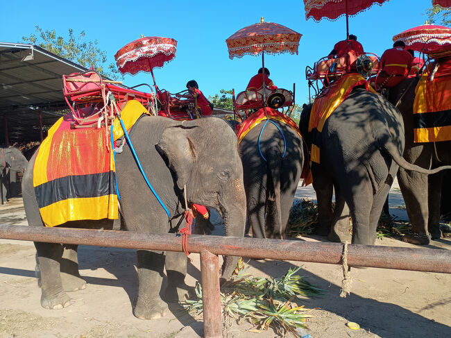 「アユタヤ エレファントキャンプ」では、10頭を超えるゾウさんが食事中でした。