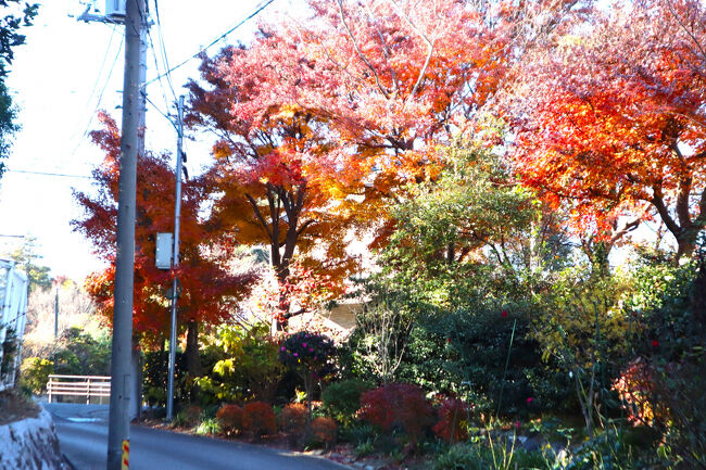 安行は、川口市で、江戸時代から続く「植木の里」として有名で、関東ローム層の土壌と恵まれた立地、長年の伝統技術（安行流の仕立て方、根巻きなど）が特徴です。
