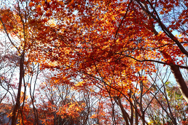 見頃は過ぎたとは言え、きれいな風景はまだ楽しめます。