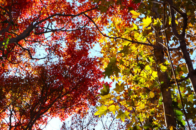 赤と黄色の競演
