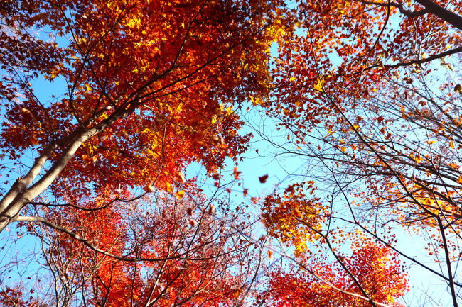 青空に向かう木々の葉