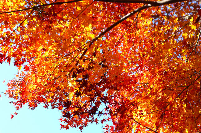 吸い込まれそうです。