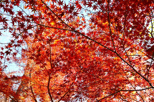 上を見上げると、そこは美しい世界。