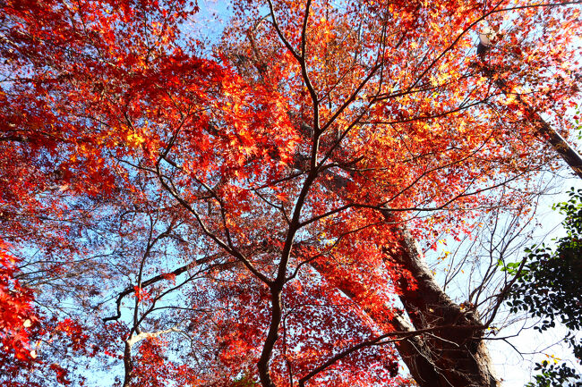 すがすがしい気持ちで、眺めます。