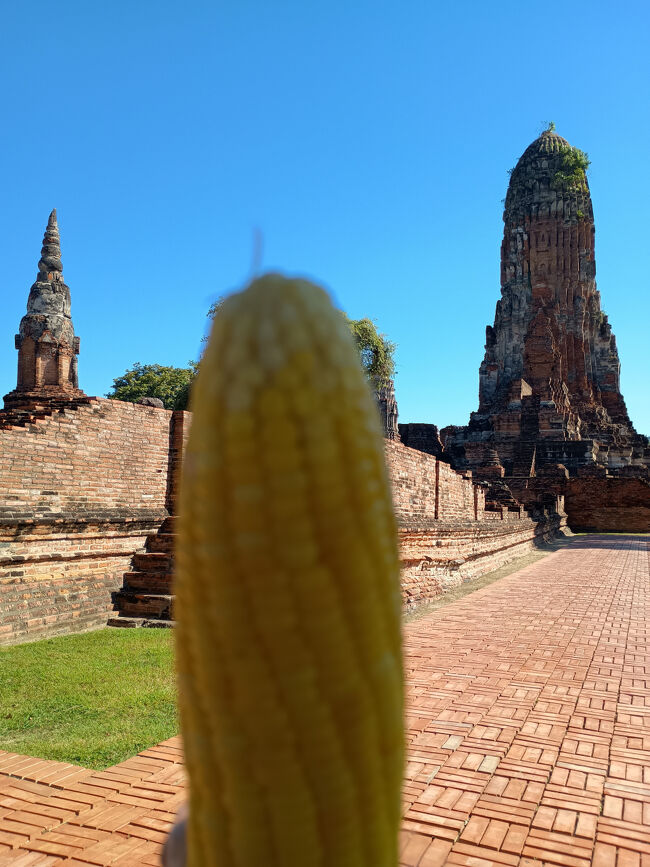 午前中の最後は、共通券5か所目の「ワット プララーム」です。<br />途中で買ったトウモロコシと一緒に記念撮影です。<br />この辺まで来ると、どこも同じ様な感じです。