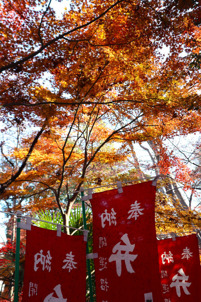 紅葉の中、階段を下ります。