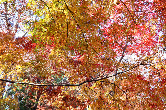 黄色、オレンジ、赤が混在しています。